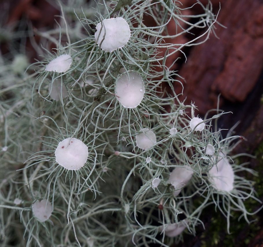 Usnea florida